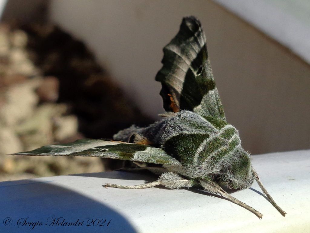 Proserpinus proserpina - Sphingidae